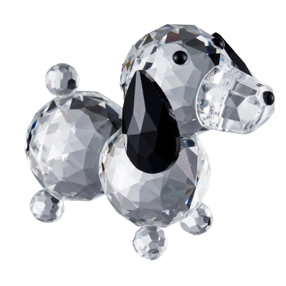 Dachshund Dog